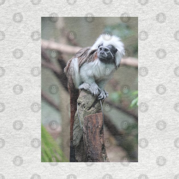 Cotton Top Tamarin by LeanneAllen